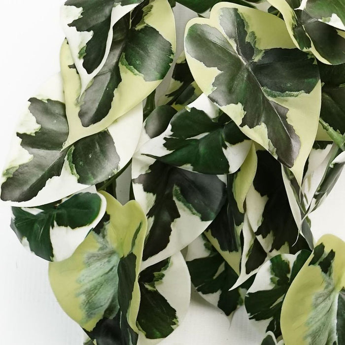 Natural Looking 40cm Trailing Marble Pothos - High Quality Artificial Plant