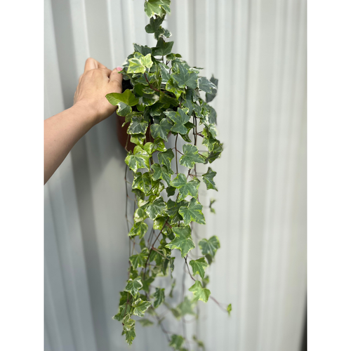 https://images.avasam.com/?w=500&url=https://avasamnew.s3.amazonaws.com/product/GB010245/S0671650483/main.png