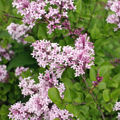 Half Standard Syringa meyeri 'Palibin' (Lilac) 3L (80-90cm inc. pot)