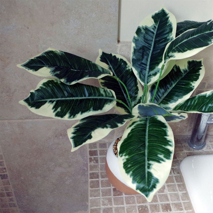 Premium 40cm Variegated Pothos Shrub: Realistic & Low-Maintenance with Planter