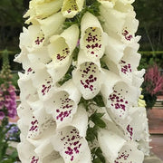 https://images.avasam.com/?url=https://avasamnew.s3.amazonaws.com/live//DalmationWhiteDigitalis.jpg&w=500