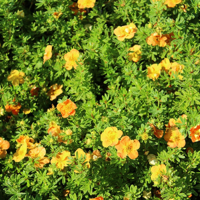 Potentilla fruticosa 'Red Ace' 2L