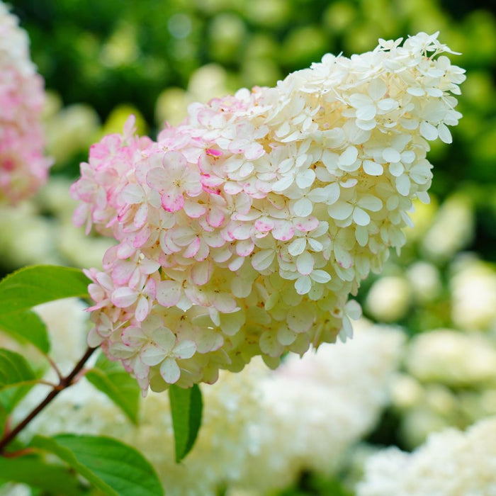 Hydrangea paniculata 'Pink Lady' 1L