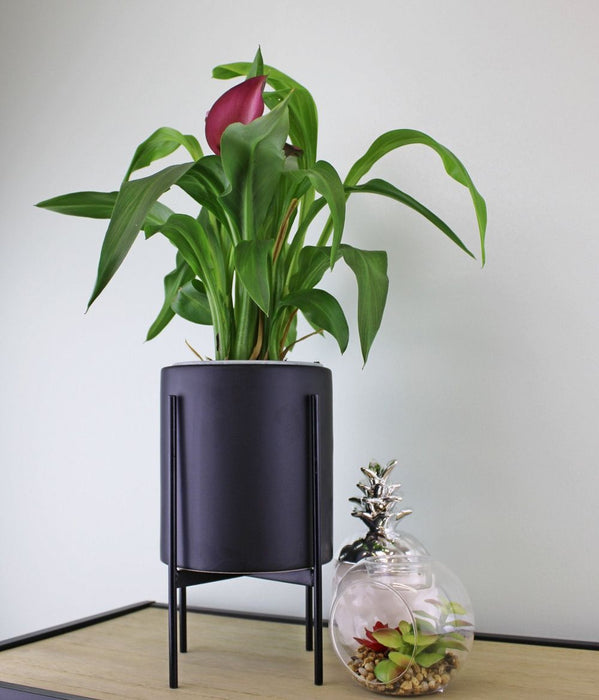 Minimalist Black Planter | Metal Stand | 28cm | Indoor/Outdoor Décor