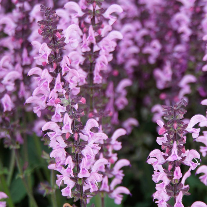 Mix of 3 Salvia (3 x 9cm Pots)