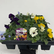 https://images.avasam.com/?url=https://avasamnew.s3.amazonaws.com/product/GB010245/S0671557206/1.png&w=500