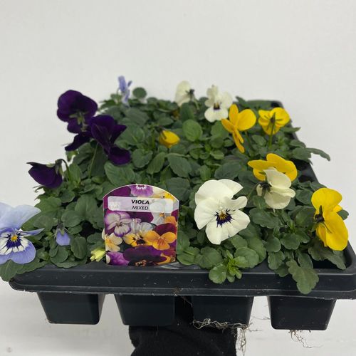 https://images.avasam.com/?url=https://avasamnew.s3.amazonaws.com/product/GB010245/S0671557206/1.png&w=500