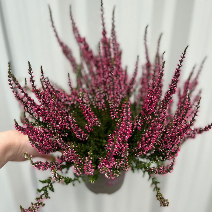 3 x  Pink Heather | Calluna vulgaris (9cm Growers Pot)