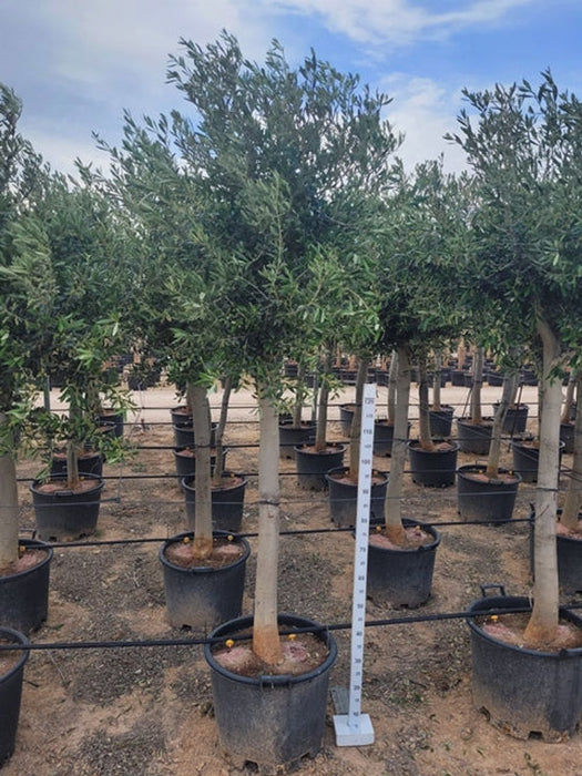 Olive Tree 40L 200-220cm