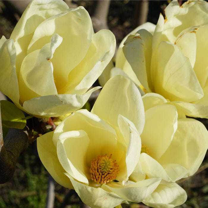 Magnolia denudata 'Yellow River' 2L