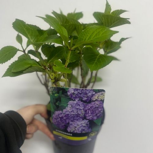 https://images.avasam.com/?url=https://avasamnew.s3.amazonaws.com/product/GB010245/S0671555779/1.png&w=500