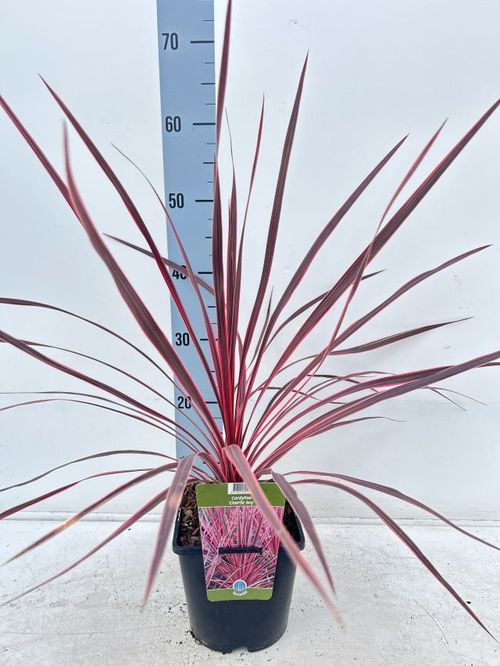 Cordyline australis 'Charlie Boy' 2L