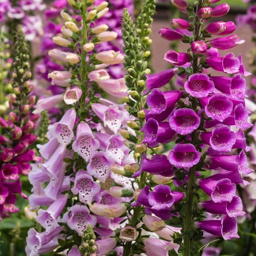 https://images.avasam.com/?url=https://avasamnew.s3.amazonaws.com/live//Foxgloves.jpg&w=500
