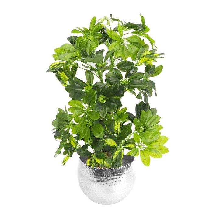 Realistic 75cm Arboricola Gold Capella Plant in Silver Metal Planter