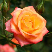 https://images.avasam.com/?url=https://avasamnew.s3.amazonaws.com/product/GB010245/S0671557008/1.png&w=500