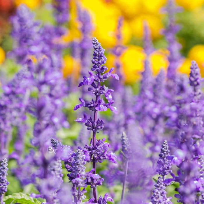 Mix of 3 Salvia (3 x 9cm Pots)