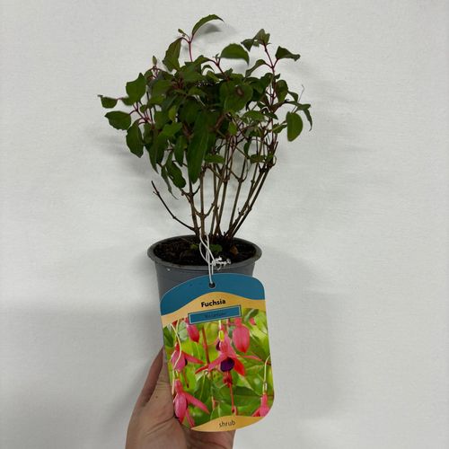 https://images.avasam.com/?url=https://avasamnew.s3.amazonaws.com/live//6504C5F5-8F24-465E-BCA9-F3DFA5F24952.jpg&w=500
