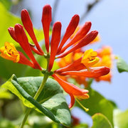 https://images.avasam.com/?url=https://avasamnew.s3.amazonaws.com/product/GB010245/S0671555639/1.png&w=500