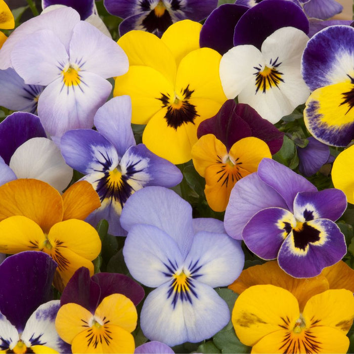 20 Pack Pansy Tray