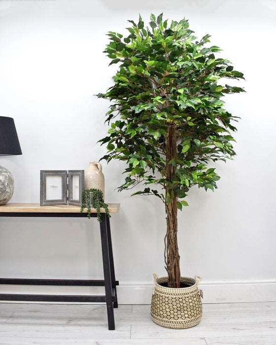 Captivating Artificial Ficus Tree: Green, Twisted Trunk, 6.2ft/190cm