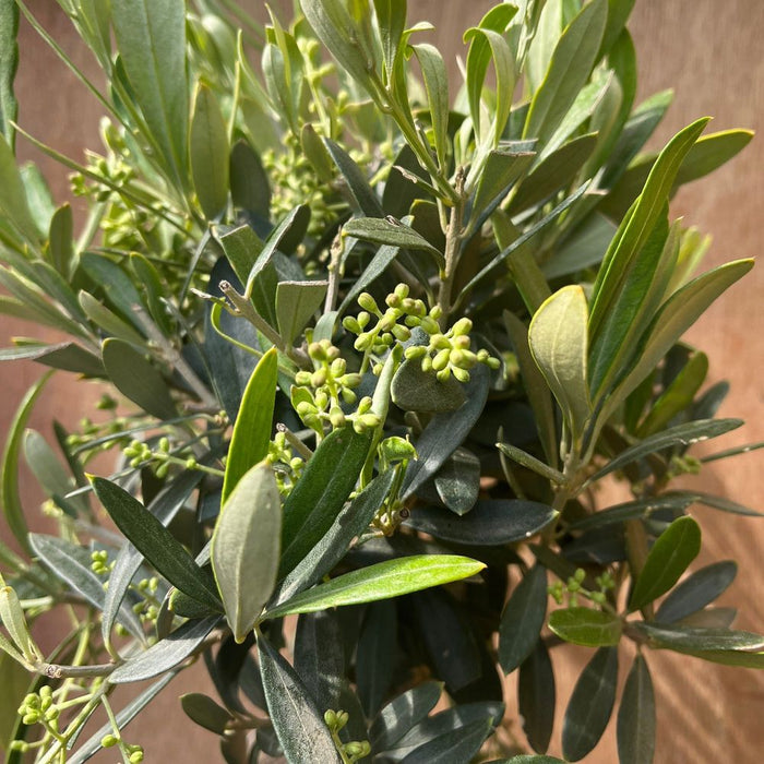 Olive Tree | Hardy Evergreen Potted Tree | 50-60cm