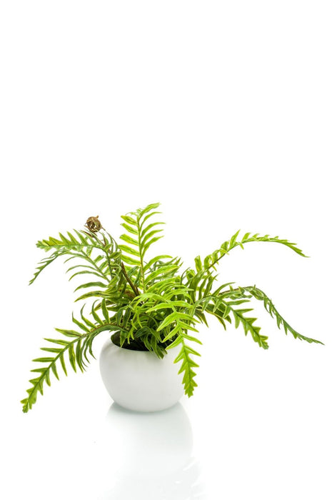 Realistic Artificial Nephrolepis Fern 16cm - Green Potted Plant