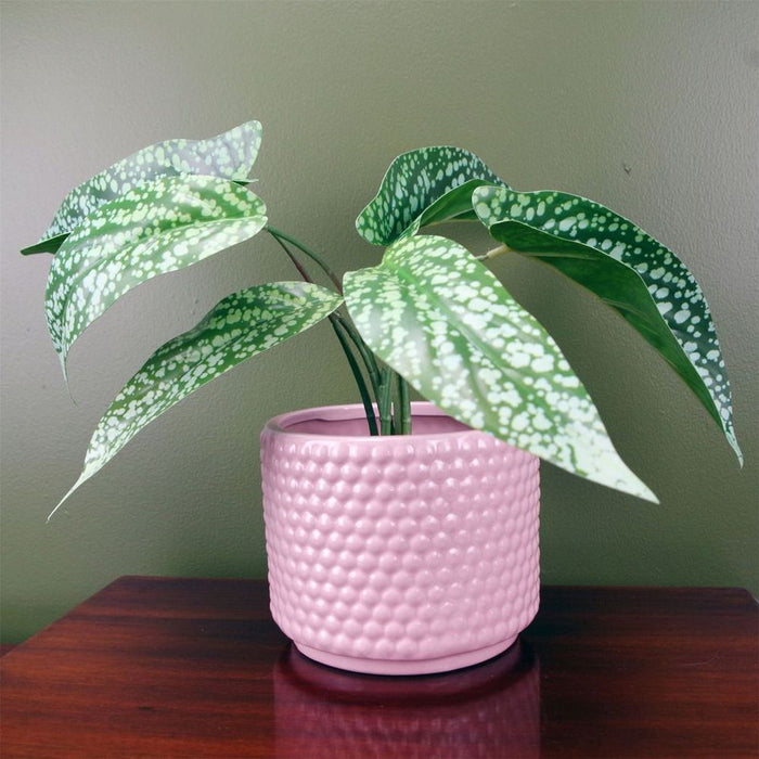 Premium 35cm Artificial Spotted Leopard Plant in Planter