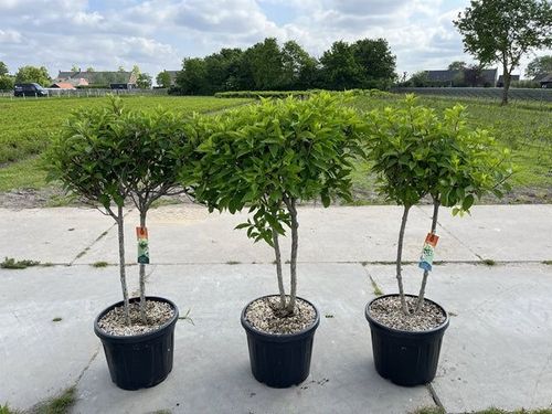 Hydrangea paniculata 'LimeLight’ Multistem Tree 45L 170cm