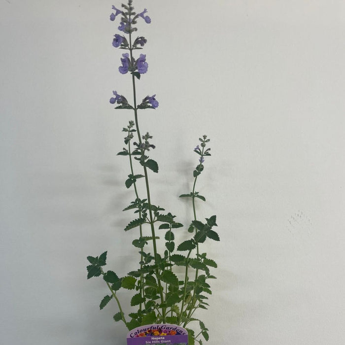 Nepeta Six Hills Giant 9cm