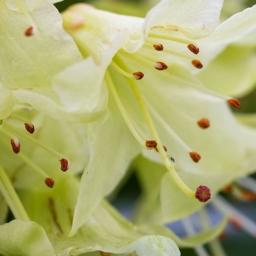 Dwarf Rhododendron 'Wren' 2L