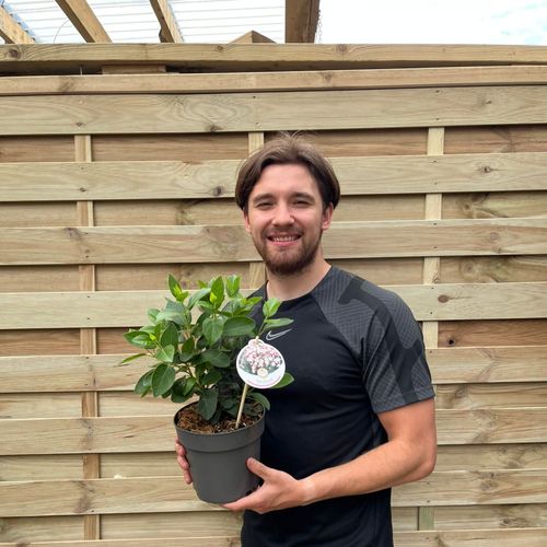 Viburnum tinus 2L / 5L
