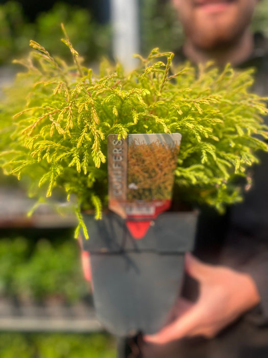 Thuja occidentalis 'Golden Tuffet' 2L