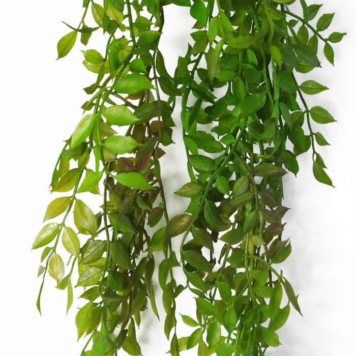 100cm Hanging String of Pearls Fern Plant