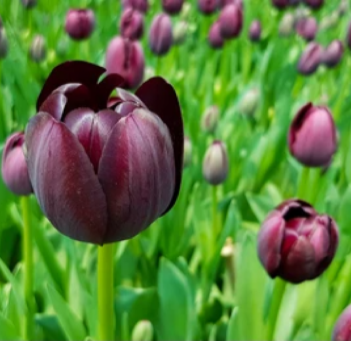 Tulip 'Queen of the Night' (5 Bulbs)