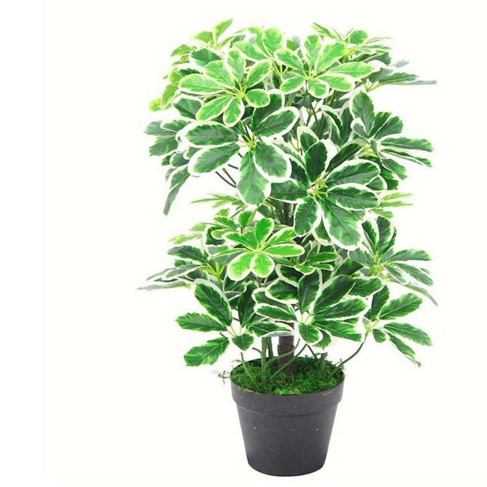 55cm Variegated Artificial Schefflera Arboricola Plant