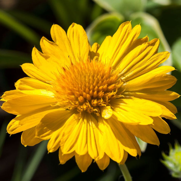 Gaillardia 'Mesa Yellow' 9cm Pot