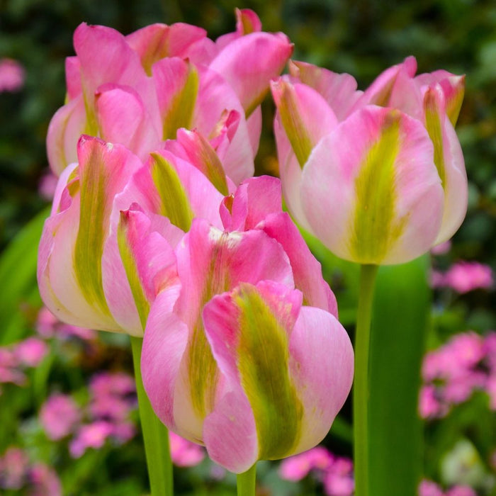 Tulip 'Groenland' (5 Bulbs)