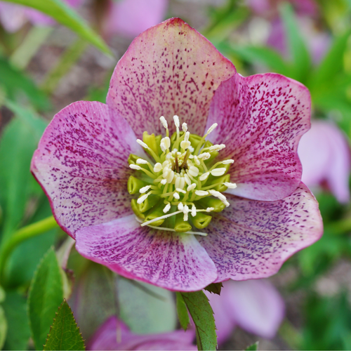 Mix of 3 Helleborus orientalis - Pink/White/Purple 9cm / 1.5L