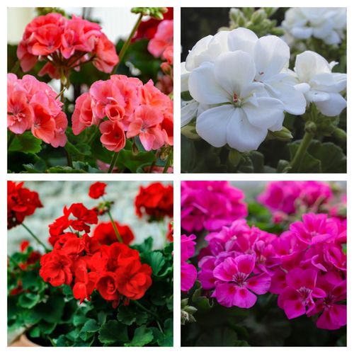 Geranium 1.5L (Our Choice)