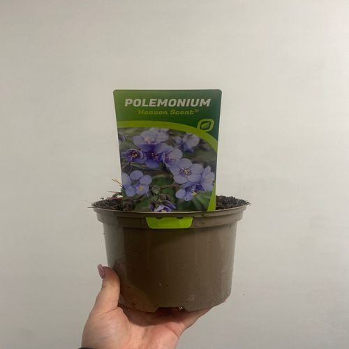 Polemonium Heaven Scent 2L