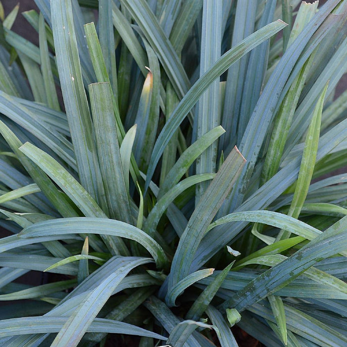 Carex 'Bunny Blue' 2L