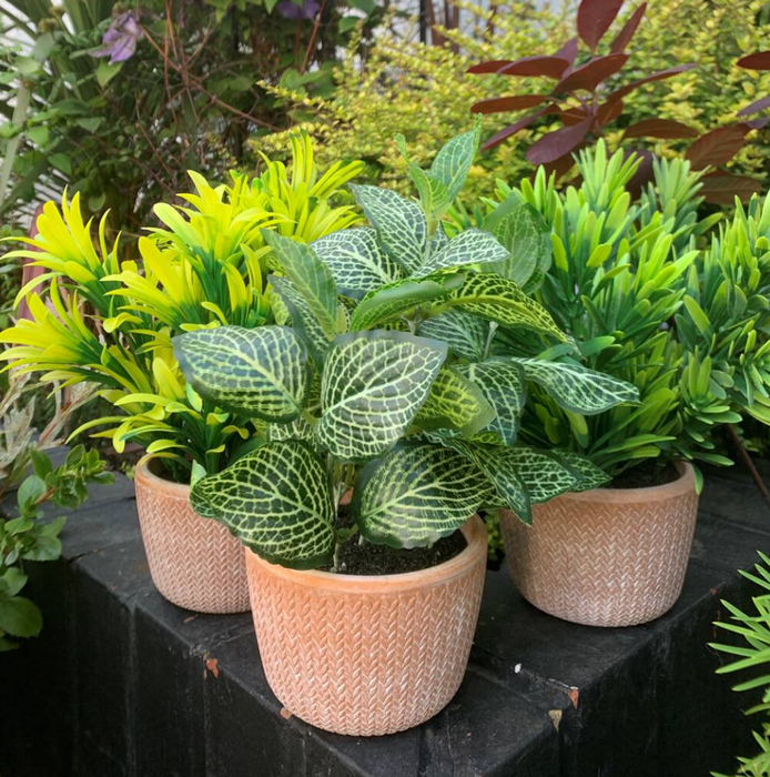 Set Of Three Artificial Plants In Terracotta Pots