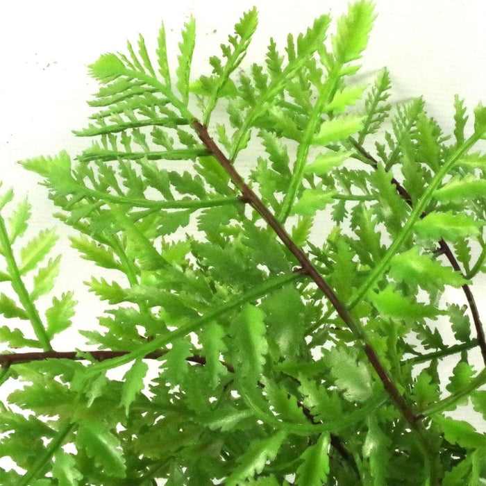 30cm Artificial Potted Southern Wood Fern