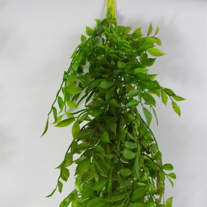 100cm Hanging String of Pearls Fern Plant