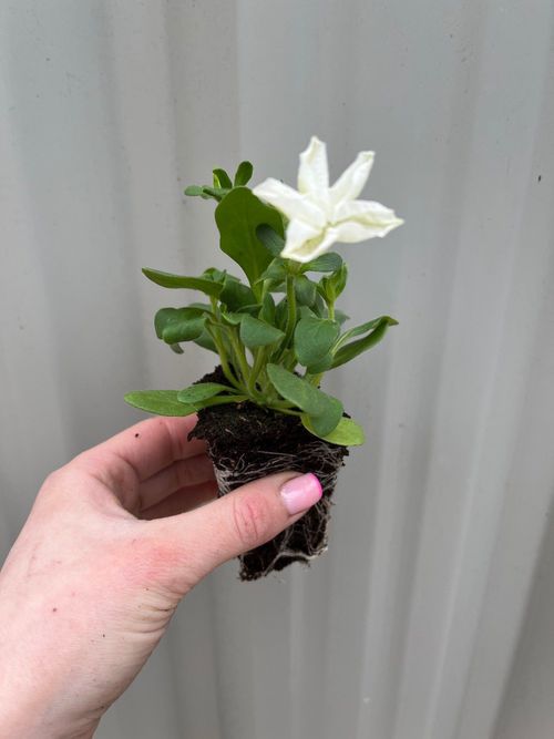 Petunia Tray (Tray of 20 Plants)