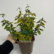 https://images.avasam.com/?url=https://avasamnew.s3.amazonaws.com/product/GB010245/S0671557198/1.png&w=500