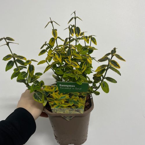 https://images.avasam.com/?url=https://avasamnew.s3.amazonaws.com/product/GB010245/S0671557198/1.png&w=500
