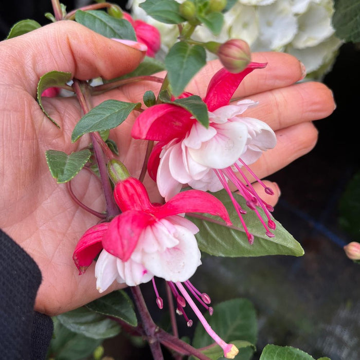 Fuchsia on Stem (Standard Fuchsia) 'Bella' 70-80cm