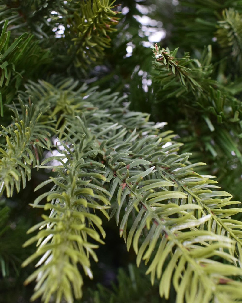 Minnesota Pine  8.5ft Artificial Christmas Tree