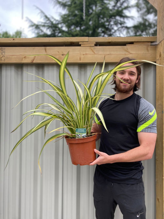 Phormium 'Cream Delight' 60-70cm